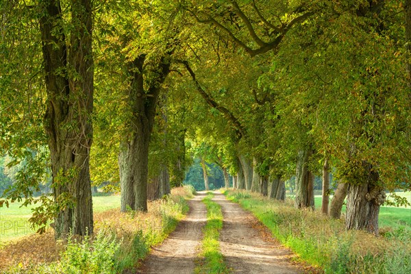 Field path through avenue with Horse chestnuts