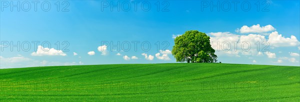 Large solitaires linden tree