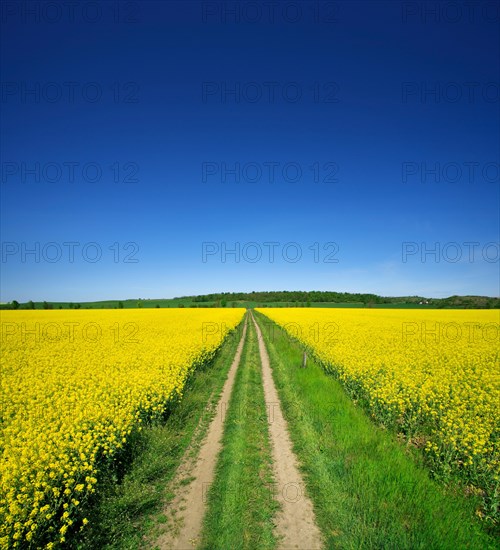 Field path through flowering rape field under blue sky
