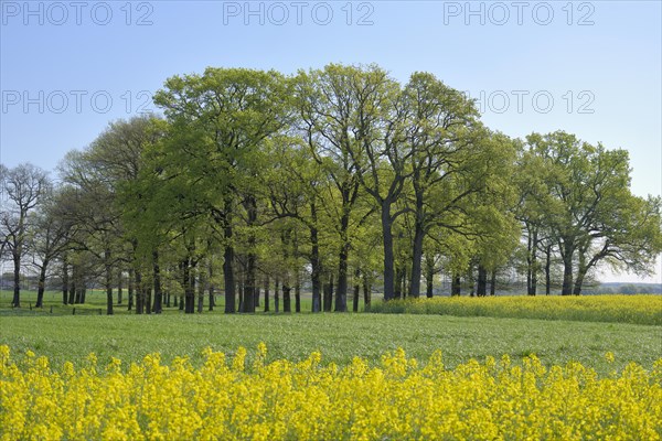 Rape field with English oaks forest
