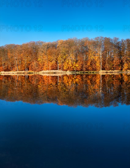 Autumn at Lake Schweingartensee