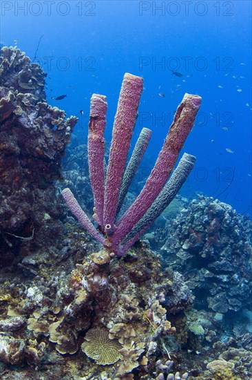 Purple Stove-pipe Sponge