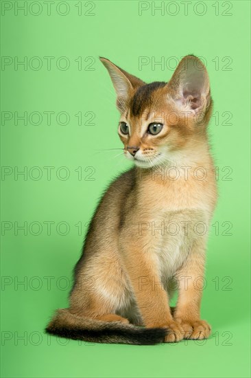 Abyssinian cat