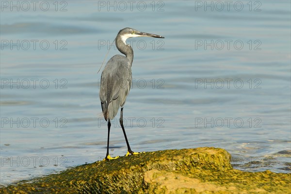 Little egret