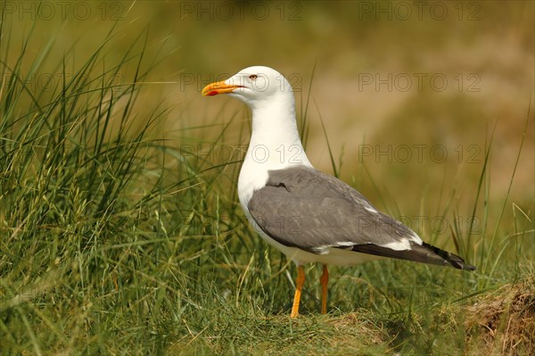 Lesser black-backed gull