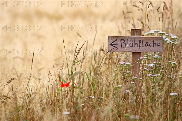 Wooden signboard as a hint to an arranged flowering area