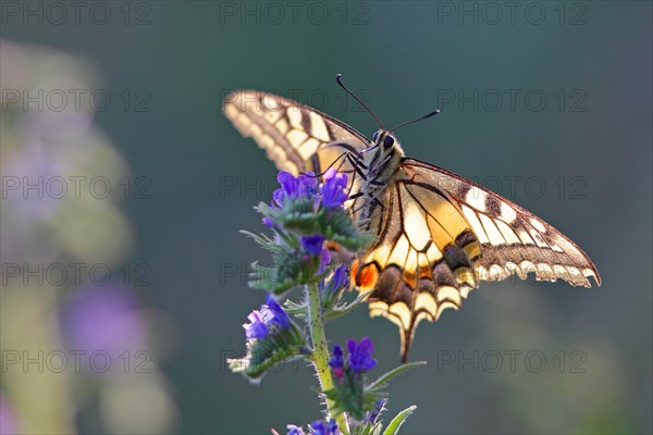 Swallowtail