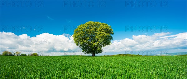 Large solitary horse chestnut