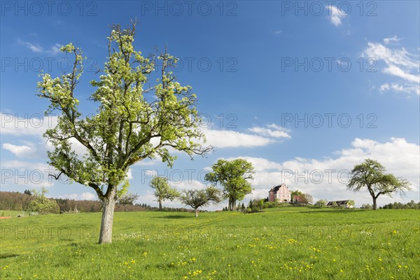 Spring on the Bodanrueck with Freudental Castle