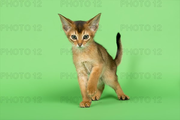 Abyssinian cat