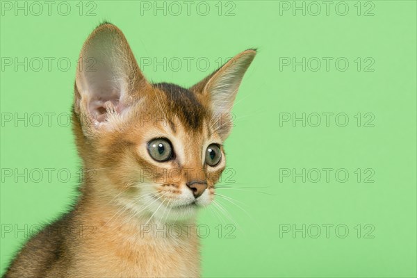 Abyssinian cat