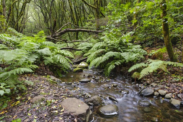 El Cedro stream and fern in cloud forest