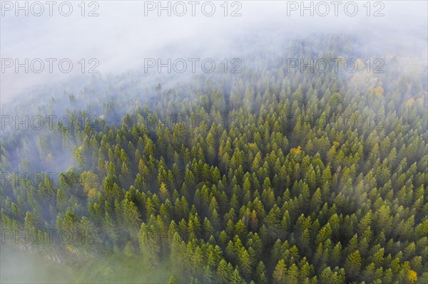 Mountain forest of spruces with wafts of mist