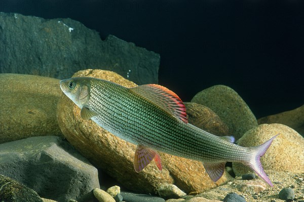 Grayling