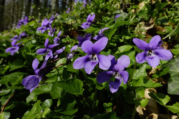 Early-dog violet