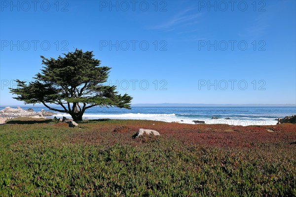 Coast on 17-Mile Drive