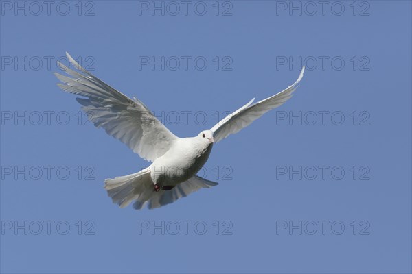 White Dove