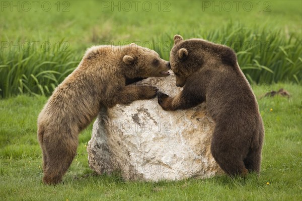 European Brown bears