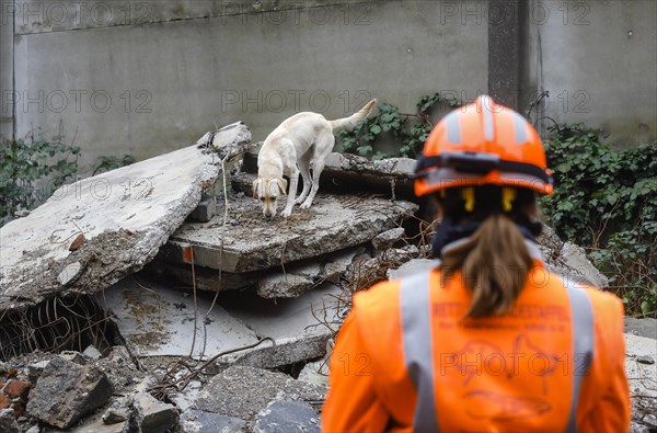 Rescue dog training