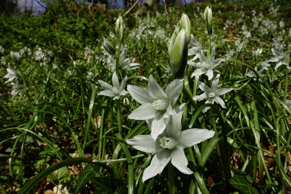 Drooping star of Bethlehem