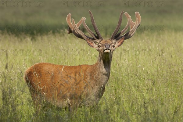 Red deer