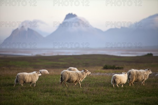 Islandsheep