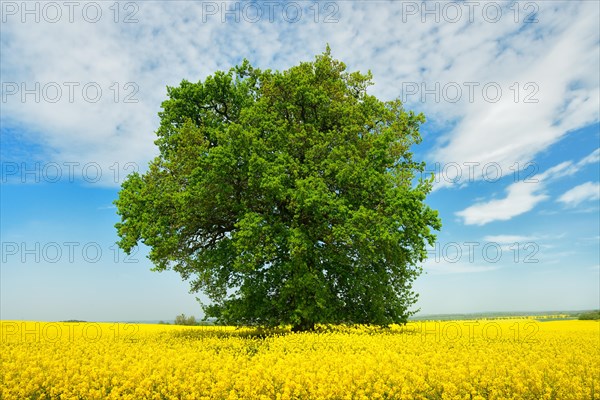 Solitary Oak