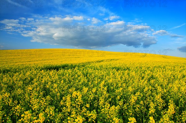 Flowering rape field on a hill under a blue sky with white clouds