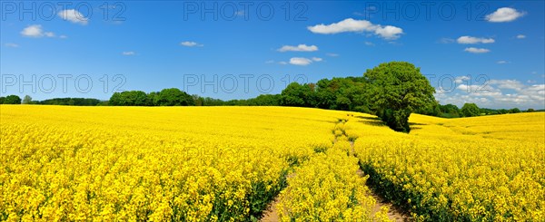 Flowering rape field under a blue sky with white clouds
