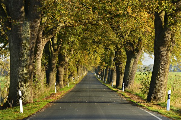 Country road