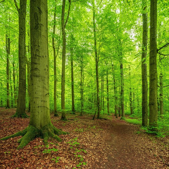 Hiking trail through old Beeches forest