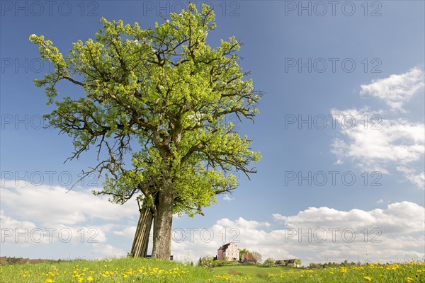 Spring on the Bodanrueck with Freudental Castle