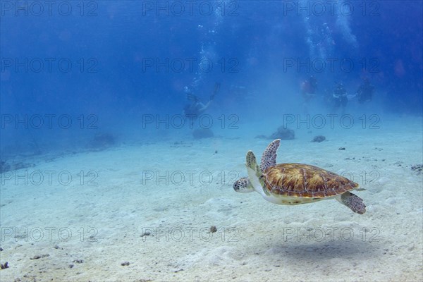 Green turtle