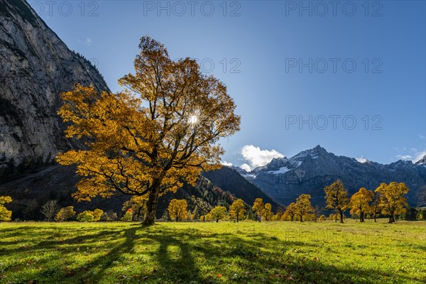 Autumnal Maple