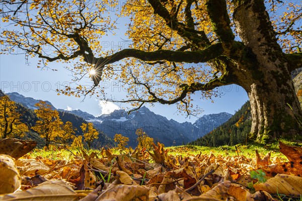 Autumnal Maple