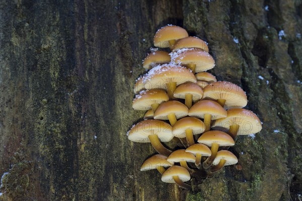 Golden needle mushrooms