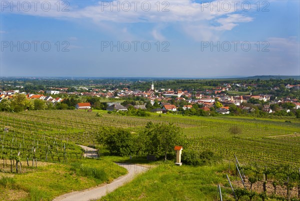 Vineyards