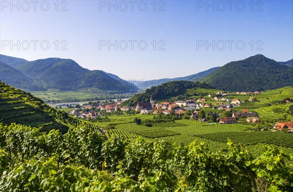 Vineyards