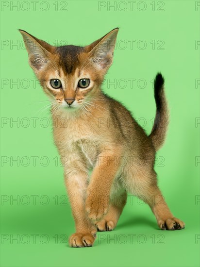 Abyssinian cat