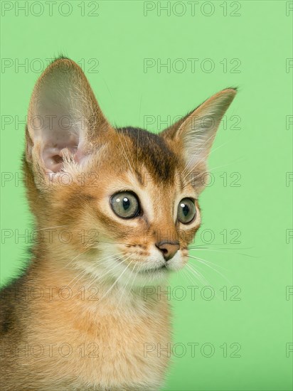 Abyssinian cat