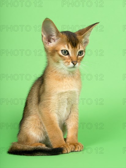 Abyssinian cat