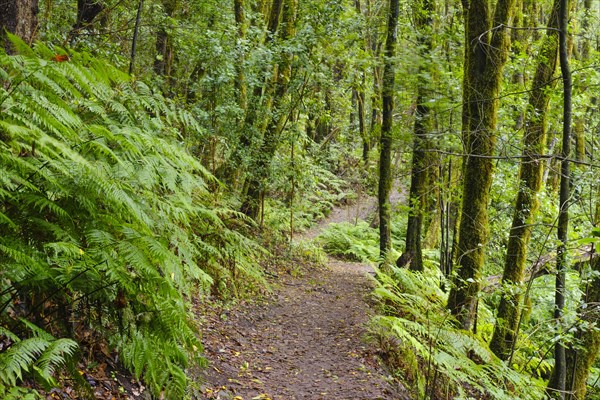 Forest path in the cloud forest near El Cedro