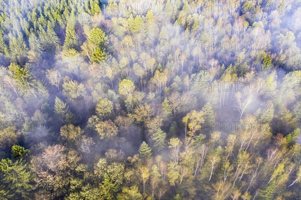 Wafts of mist over autumnal mixed forest with birches and spruces