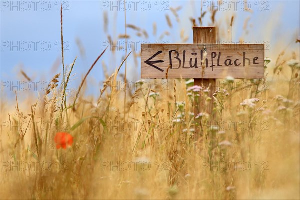 Wooden signboard as a hint to an arranged flowering area