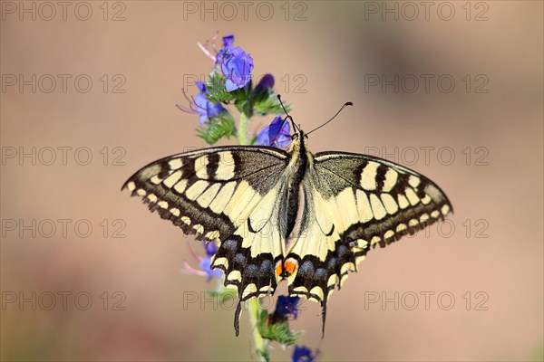 Swallowtail