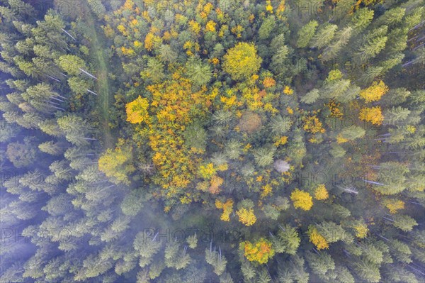Autumnal mixed forest with wafts of mist from above
