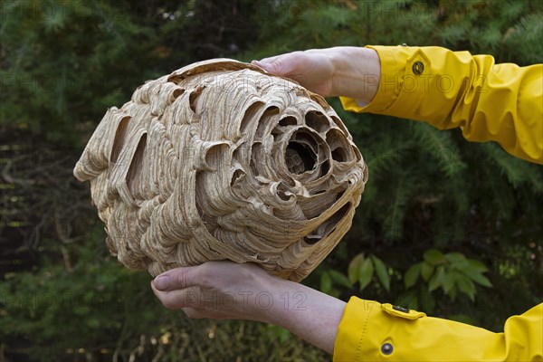 Hands holding large hornet nest