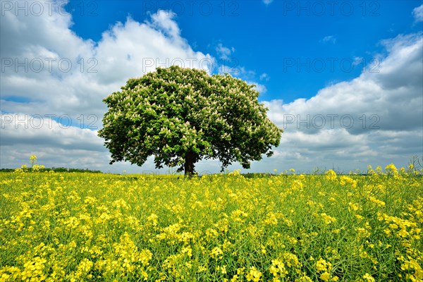 Flowering horse chestnut