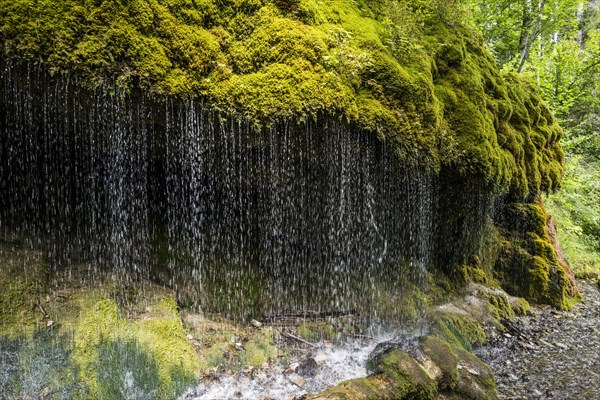 Moss covered rocks at the waterfall