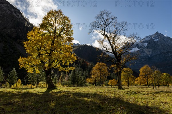 Autumnal Maple